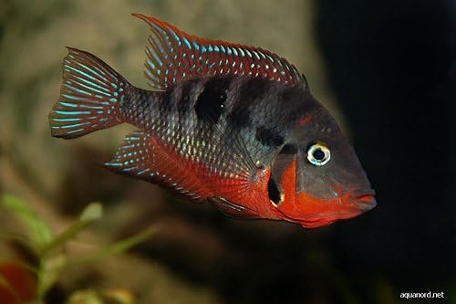 Aquarium Plants Discounts Firemouth Cichlid 1.5 Inch