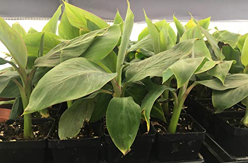 Manzano "Apple" Banana Plant ***Rare*** Live Manzano "Apple" Banana Tree #TOP5