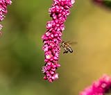 Kiss Me Over The Garden Gate Cottage Garden Flower Premium Seeds for Planting Packet