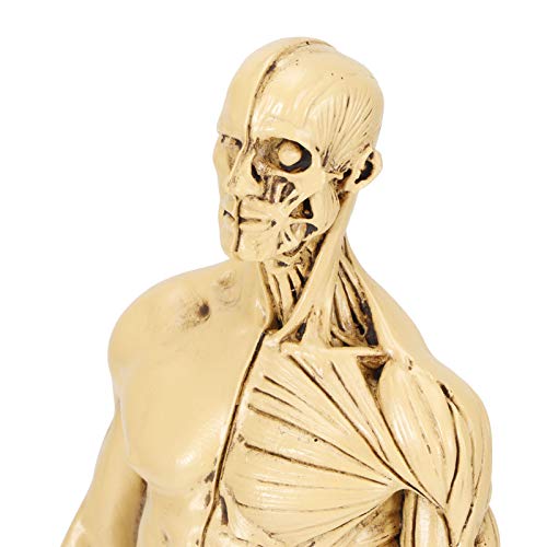 Statuette d'anatomie pour formation éducative médicale en résine