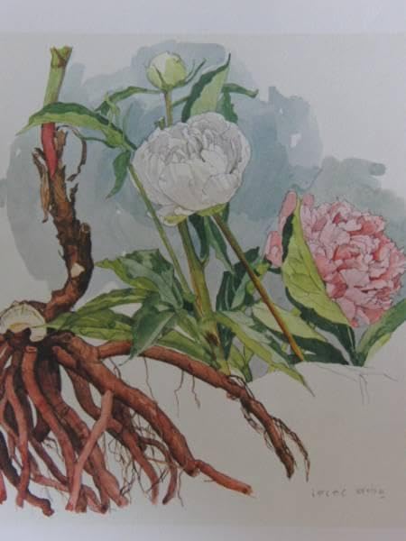 小磯良平、すいかずら、高級薬用植物画、版上サイン入、新品額付 小磯良平、すいかずら、高級薬用植物画、版上サイン入、新品額付