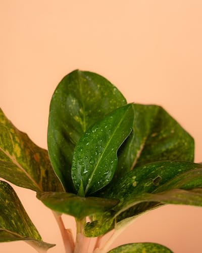 Image of Aglaonema Butterfly Plant, Stunning Pink & Red Foliage | Low-Light Tolerant, Easy Care Houseplant
