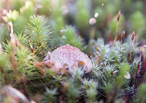 Preisvergleich Produktbild HANSEPUZZLE 40671 - Pilze Puzzle 130 Teile / Ernährung Puzzle mit hochwertiger Puzzle Aufbewahrung: Kartonbox und wiederverschließbarem Beutel / Puzzle-Maße: 28,7 x 20 cm