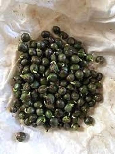 Curry Leaves Seeds Pack Of 20 (Kari Patta Seeds) (B0CN12MMVD) Amazon Price History, Amazon Price Tracker