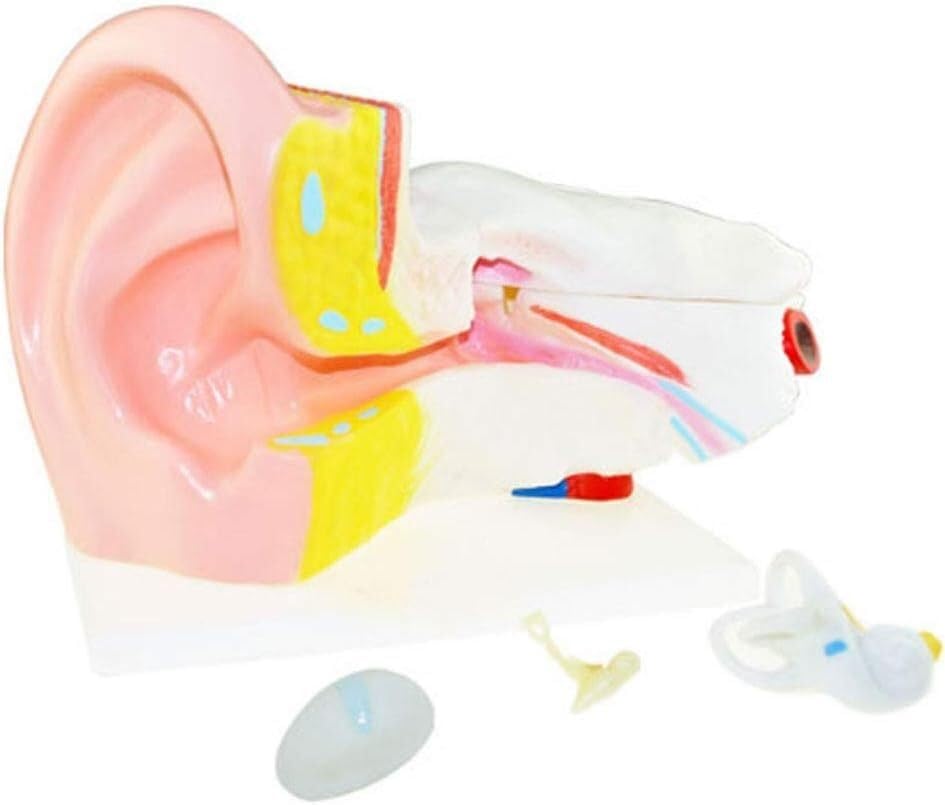 Model Anatomii Ludzkiej Model Anatomii Ludzkiego Modelu Anatomicznego Narządów Wraz Ze Wzrostem 6 -Krotnych Instrumentów Nauczania Materiałów Medycznych