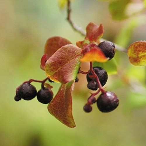 Amazon 国華園 果樹苗 ナツハゼ 1株 21年春商品 鉢