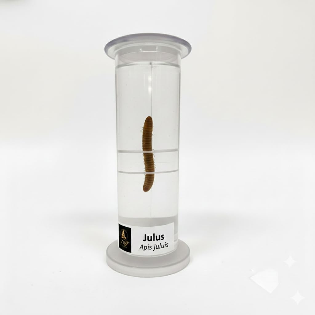 DT Science House Julus Preserved Specimen in Clear Cylindrical Container, Scientific Apis Juluis Species, Educational Zoology Study Material-picture-25