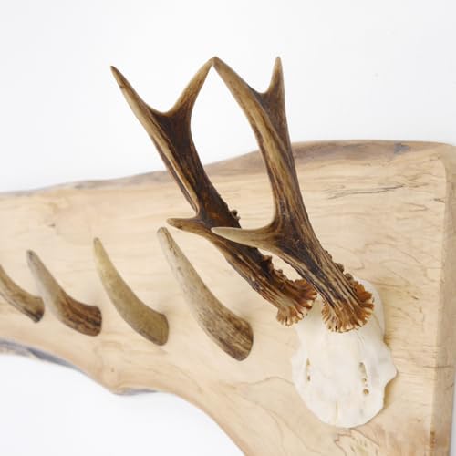 GTK - Geweihe & Trophäen KRUMHOLZ Geweih Garderobe mit 6 Haken aus Rothirschspitzen auf Holzbrett Rehgeweih Wandgarderobe Unikat 27.8.89