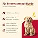 animonda GranCarno Hunde Nassfutter mit Rind + Huhn (6 x 400g), Welpenfutter nass ohne Getreide für Junge Hunde, mit frischen fleischigen Zutaten, Junior Hundefutter