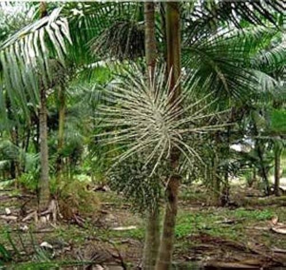 Amazon.co.jp: 【種子】Euterpe Oleracea 'Pará Dwarf'アサイーパーム Amazon.co.jp: 【種子】Euterpe Oleracea 'Pará Dwarf'アサイーパーム