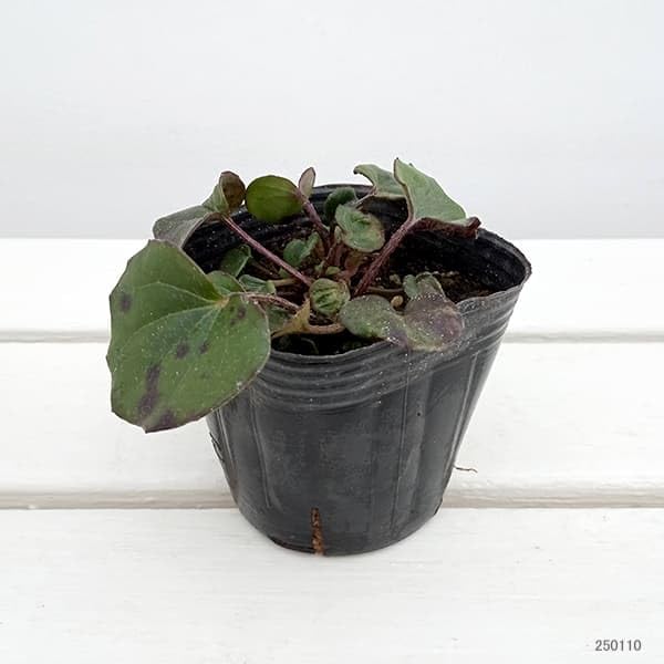 Amazon.co.jp: ツワブキ3-3.5号ポット2株セット[石蕗 グランドカバー