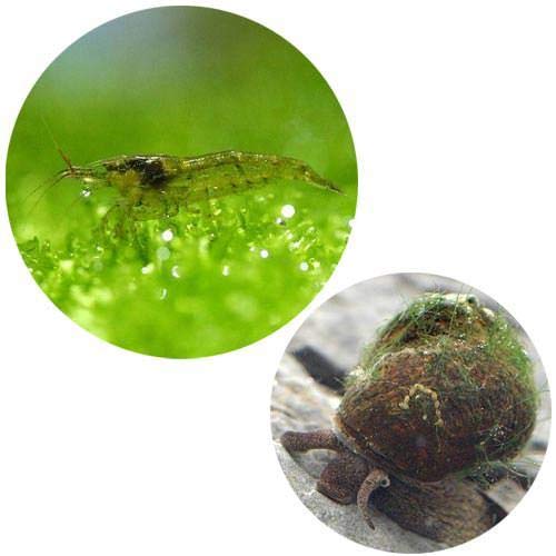 生き物 生体 通販 Amazon