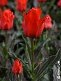Tulipa greigii 'Chaperon Rouge' (Multi-bulbe) / Tulipe botanique naturalisable/Conteneur de 1 à 1.9 litres/Vivace bulbeuse
