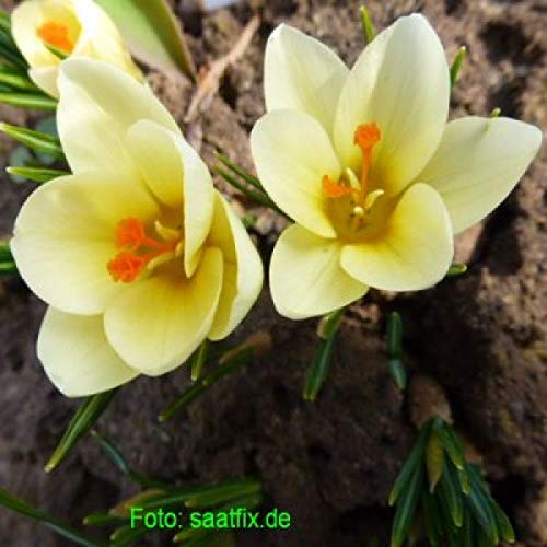 Blumenzwiebeln Krokuszwiebeln Crocus-Sortiment gelber Krokus-Teppich (150 Blumenzwiebeln)