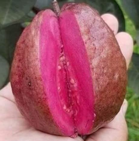 See full amazon price history chart for Cloud Farm Rare Live Malaysian Black Guava/Amrud Air-layered Hybrid Outdoor Fruit Plant (1-1.5 Ft Size) Pack of 1 Heathy Live Plant Malaysian Variety CF_32 Cloud Farm Rare Live Malaysian Black Guava/Amrud Air-layered Hybrid Outdoor Fruit Plant (1-1.5 Ft Size) Pack of 1 Heathy Live Plant Malaysian Variety CF_32 (B0BR3PWZ8Z) Amazon Price History, Amazon Price Tracker