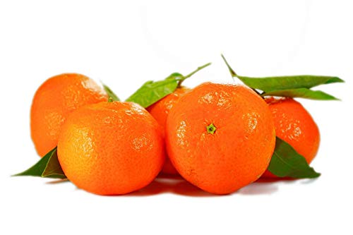 Citrus sinensis – Orangenbaum (80-100 cm) – Echte Orange – Apfelsine – Zitruspflanze für den Garten oder Balkon – Frische, Vitaminreiche Früchte – Einfach zu pflegen – Ideal für sonnige Standorte