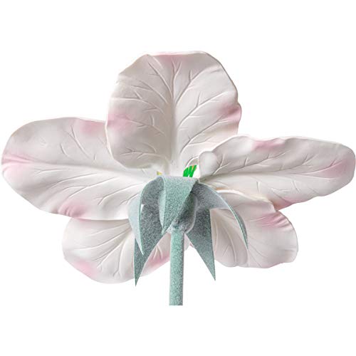 3B Scientific Biologie - Apfelblüte (Malus pumila), Modell