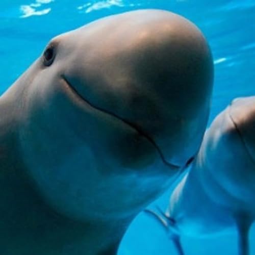 WILD - PODCAST ANIMALIERS # 166 - LE MARSOIN DU PACIFIQUE - PART 2