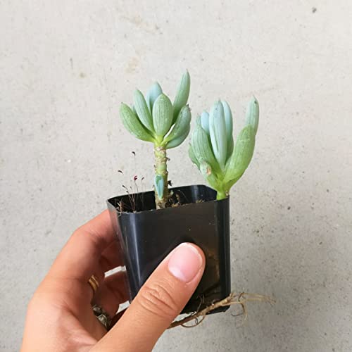 Succulents Box Senecio Blue Chalksticks 2 Inch | #TOP1
