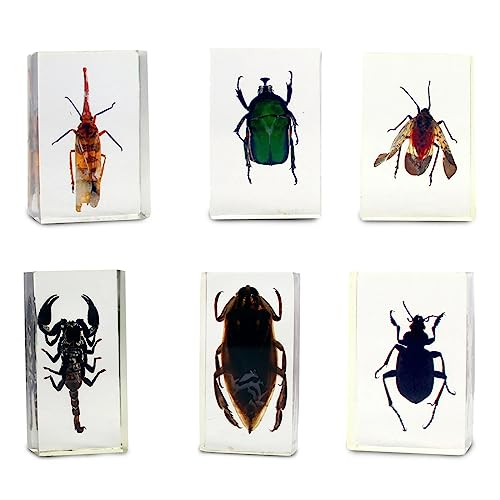 Image of Geoworld Nature Collection Insects in Resin: 12 Insects - Scorpion, Spider, Beetles and More - STEM Education or Collection Set