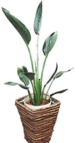 Amazon フラワーキッチン 観葉植物 ストレリチア レギネ 白カゴ 観葉植物 オンライン通販