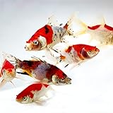 Toledo Goldfish Live Shubunkin and Sarasa Goldfish Combo for Ponds or Aquariums – USA Born and...