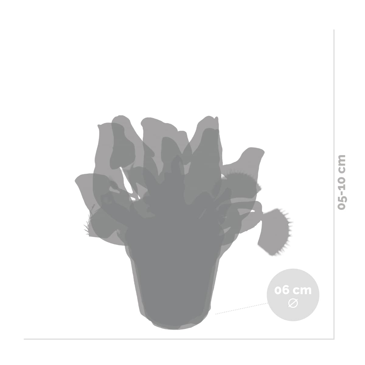 Bloomique - Lot de 3 - Plantes carnivores - Mélange - Plantes d’intérieur - Faciles d’entretien - 5-10 cm