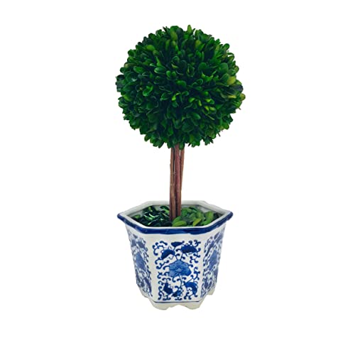 Galt International 14-INCH-BOXWOOD-BLUE-AND-WHITE Preserved Boxwood Topiary Tree In Blue & White Ceramic Pot