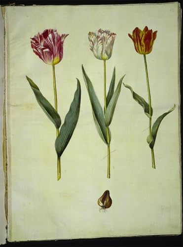Animaux Art Poster Tulipa Gesneriana, habillez vos grands murs vides 60x90cm