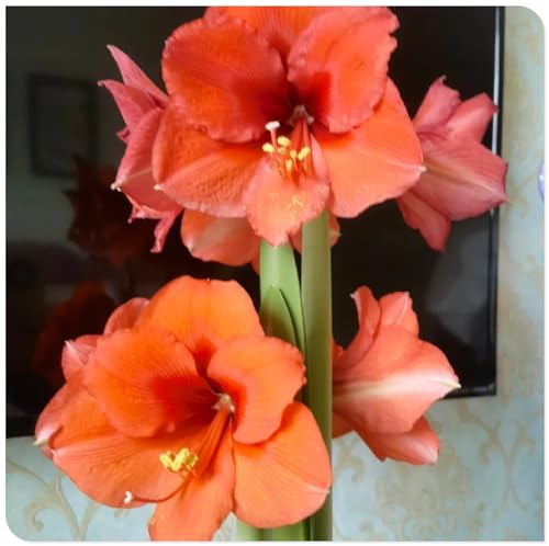 Amaryllis for Planting Now UK Perennial Good for Containers Excellent Display Plant Bulbs Ornamental Greening Flower Natural Organic Easy Plant Perennial -5bulbs-O