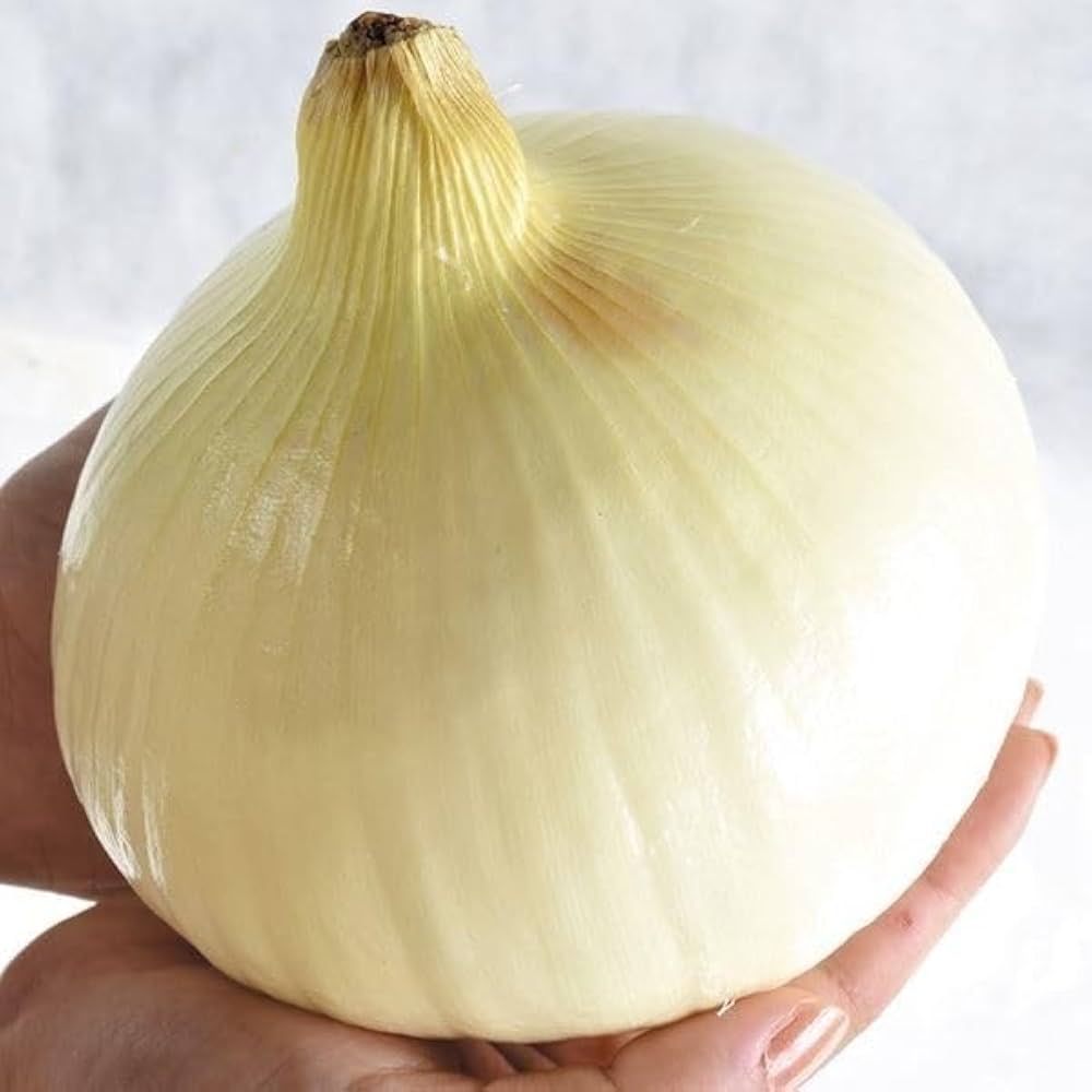 Amazon.co.jp: 玉ねぎ苗（中晩生）大玉 F1メガオニオン 100本 / 国華園