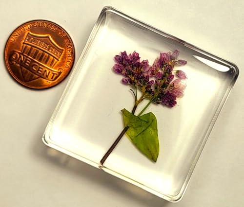 Image of 38mm Real Buckwheat Flower in Crystal Clear Lucite Resin Specimen Botanist Herb Herbarium Fagopyrum Esculentum Collection for Botany Science Education & Desk Ornament Display Small Paperweight