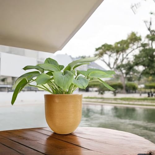 Image of Amazon Brand - Umi 10 Inch Large Plastic Planter Pot for Indoor Outdoor Plants | Big Size Garden Gamla UV Resistant Polymer Flower Pot | Brown Decorative Pot for Balcony, Garden, Terrace & Home Decor