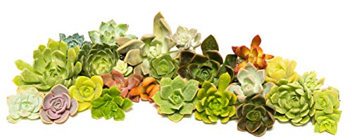 Succulent Rosette Cutting Pack- Brighten Up Your Garden with A Wide Variety of Healthy Rosette Succulent Plants Ready to Be Rooted by Jiimz (25 Pack) Succulent Rosette Cutting Pack- Brighten Up Your Garden with A Wide Variety of Healthy Rosette Succulent Plants Ready to Be Rooted by Jiimz (25 Pack)