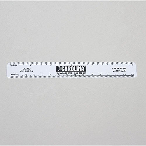 Ruler, White Vinyl, Pack Of 12, Celsius And Fahrenheit Scales On Reverse Side