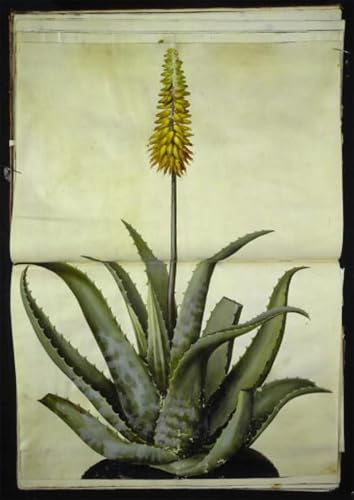 Art Pour Décoration Chambre Aloe Vera Hans Simon Holtzbecker - Poster Vintage Grand Format