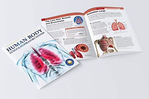 Image of Human Body - Lungs And Respiratory System: Knowledge Encyclopedia For Children