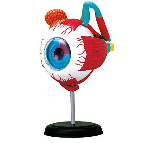 Modelo de anatomía del ojo EXPLORA el regalo científico ideal para niños de 8 años