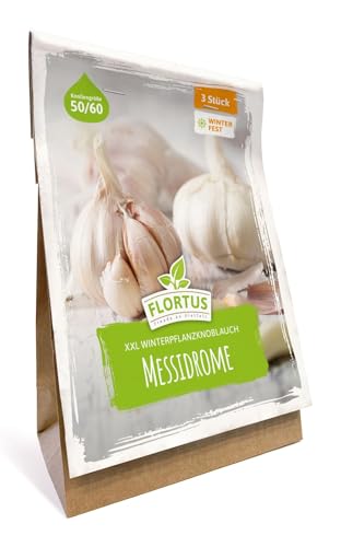 Pflanzknoblauch Messidrome Winterhartes Pflanzgut für den Anbau