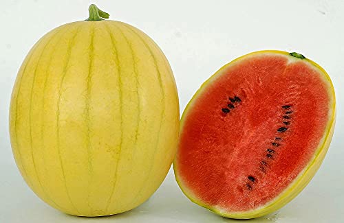 Golden Hills Farm Hybrid yellow watermelon F1 10+ seeds (B0973JSDSD) Amazon Price History, Amazon Price Tracker
