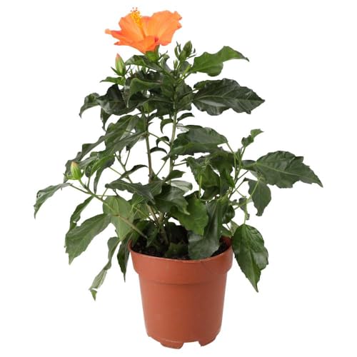 Planta Viva de Flor de Jamaica Ideal para el Hogar - Planta Fácil de Cuidar