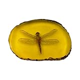 Faszinierend und lehrreich: Ein faszinierendes und pädagogisches Relikt aus einem vergangenen Alter, ein Zeichen der Naturgeschichte.