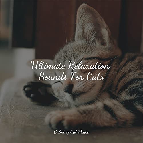 Curated visual reference: Gallery Detail: Amazon MusicでMusic For Relaxing Cats Calm Music For Cats And