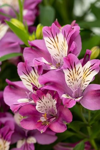 Radha Krishna Agriculture® Alstroemeria Peruvian Lily Imported Flower Bulbs for Home and Gardening Pack of 2 Bulbs (MATE VIOLET)