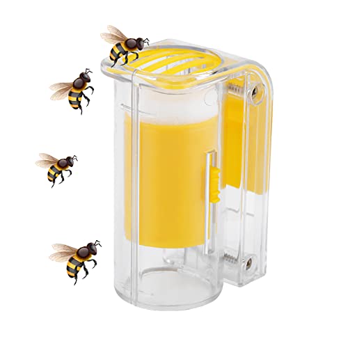 Illustration De La Reine Des Abeilles La Reine Des Abeilles : Quelle