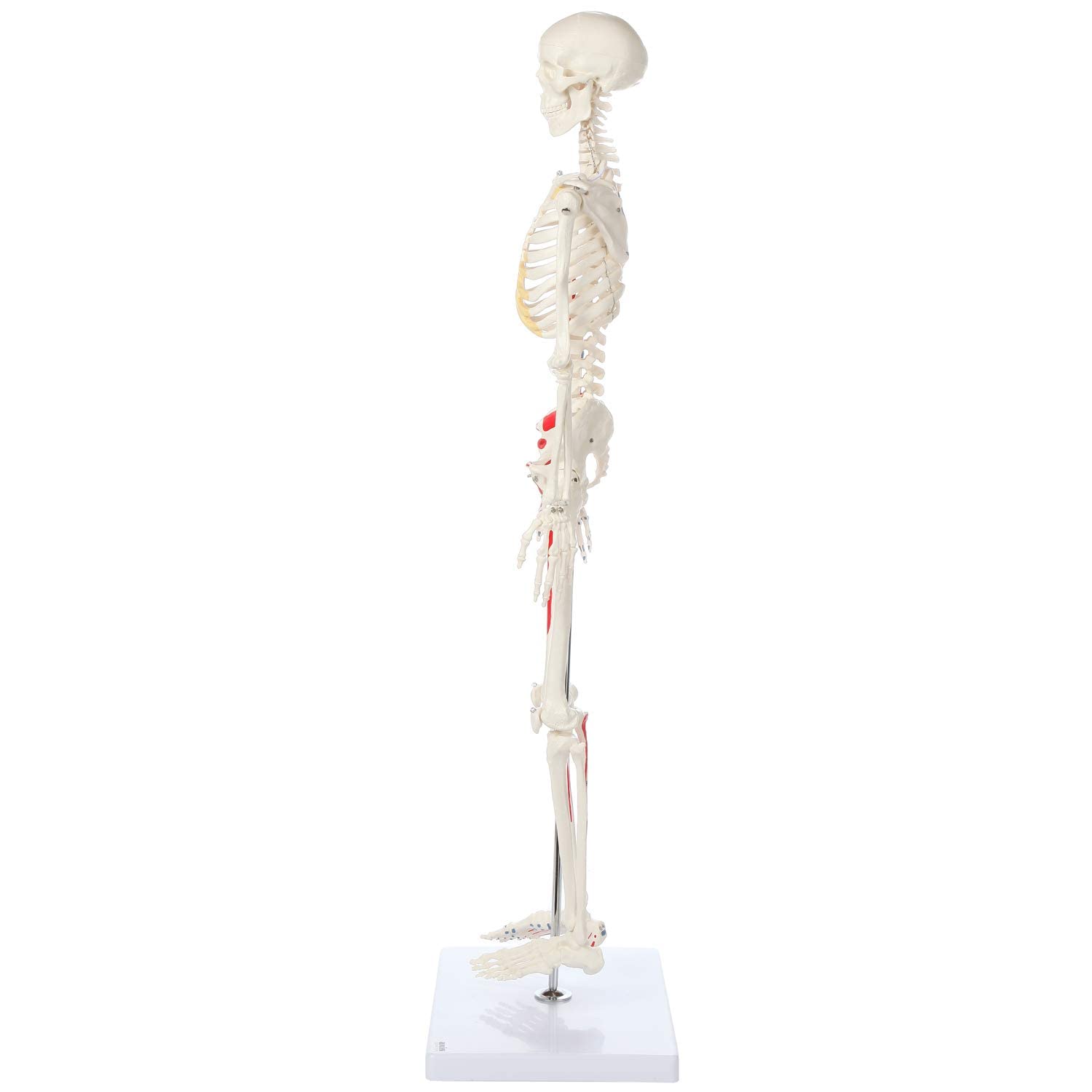 Wellden Product Muscular Skeleton Model, 1/2 Life Size, 85cm, Muscle Painted, Numbered