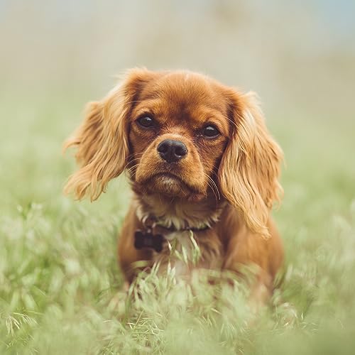41 - Ein liebendes Herz / der Hund als Gef&auml;hrte