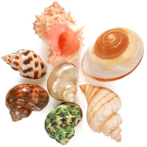 Image of PPCLION 7 PCS Large Medium Small Natural Hermit Crab Shells Turbo Sea Conch Shell for Decor, Size: 2-3.5 inch. Opening 0.5 inch-2 inch