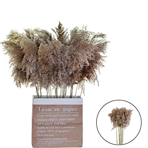 shamjina 10 Peças Plumas de Junco Secas, Junco, Phragmites Communis, de Flores Decorativas de Casame