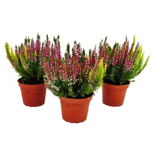 Calluna vulgaris - Set mit 3 Pflanzen - Besenheide - Heidepflanze - winterhart - 11cm Topf - mehrfarbig Calluna vulgaris - Set mit 3 Pflanzen - Besenheide - Heidepflanze - winterhart - 11cm Topf - mehrfarbig